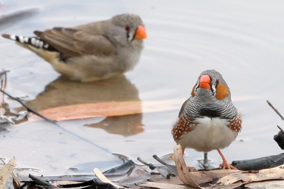 Zebra Finch (Taeniopygia guttata)